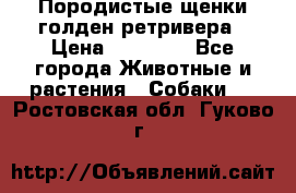 Породистые щенки голден ретривера › Цена ­ 25 000 - Все города Животные и растения » Собаки   . Ростовская обл.,Гуково г.